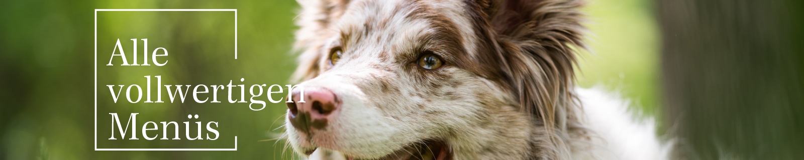HundeMen&uuml;s alle Produkte auf einen Blick