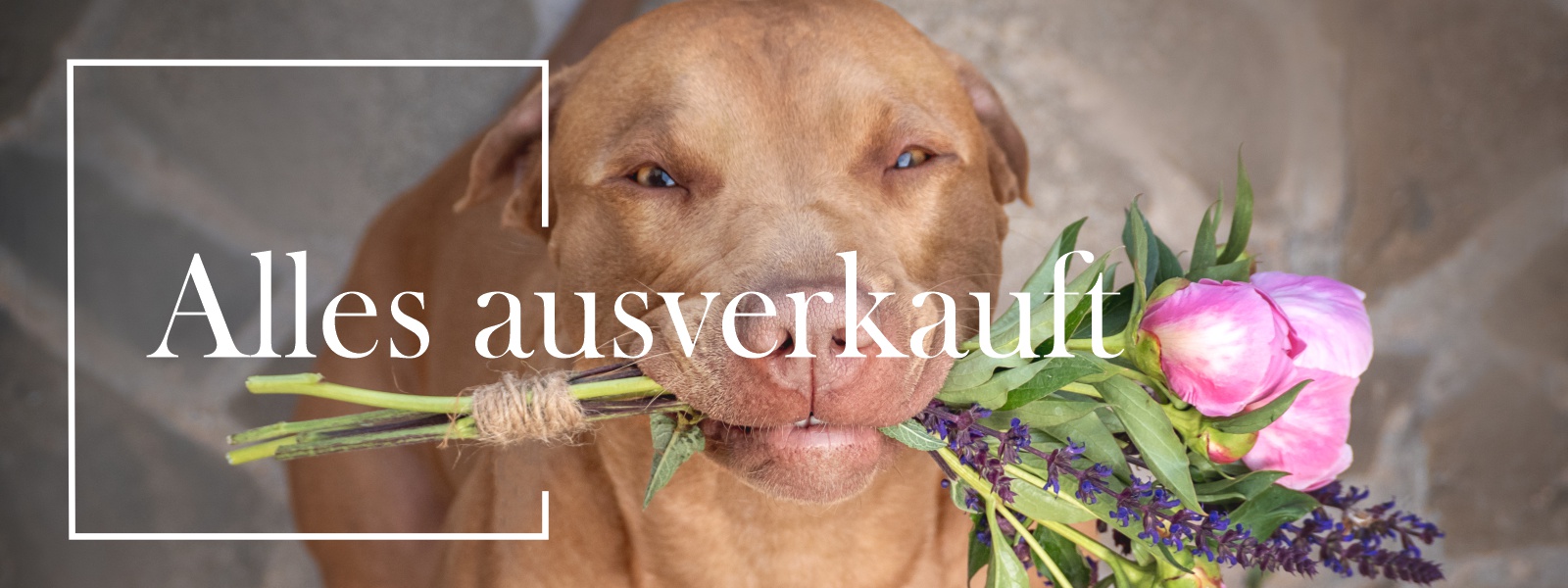 Hundefutter slide5
